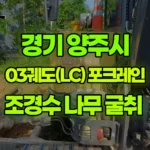 경기 양주시 율정동 포크레인 조경수 나무 굴취 현장 사진