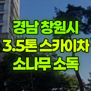 경남 창원시 3.5톤 스카이차 소나무 소독 반나절 후기