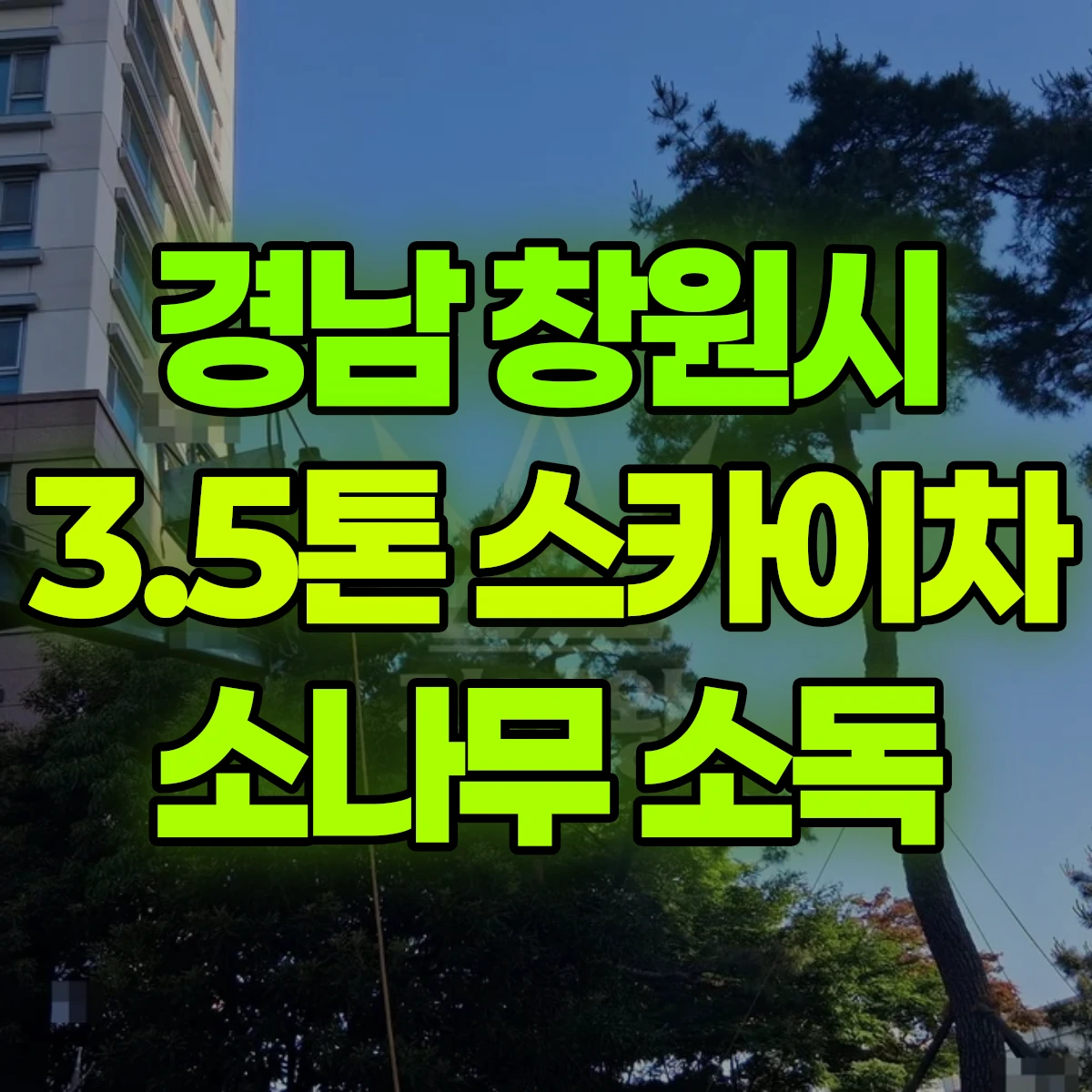 경남 창원시 3.5톤 스카이차 소나무 소독 비용