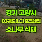 경기 고양시 덕양구 포크레인 1000평 소나무 식재 전사전작업 현장 사진