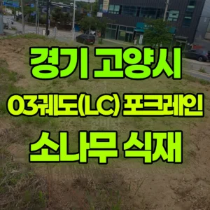 경기 고양시 03궤도(LC) 포크레인(굴착기) 1000평 소나무 식재 전 사전작업  일대 비용
