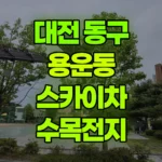 대전 동구 용운동 스카이차 수목전지 현장 사진
