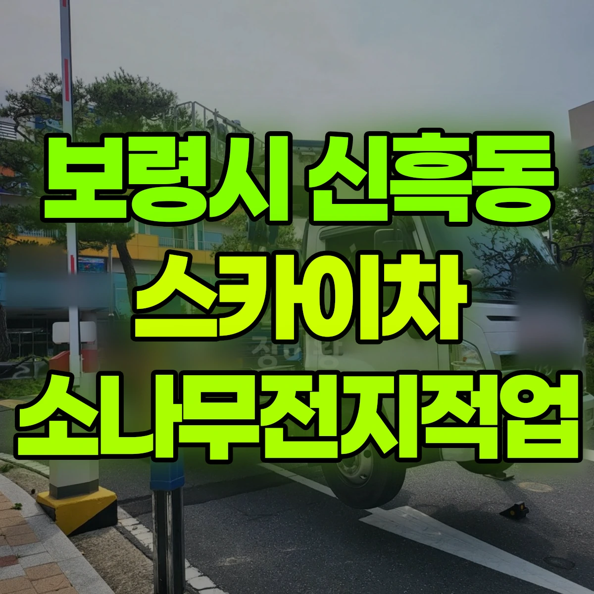 보령시 신흑동 스카이차 소나무전지적업 비용