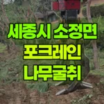 세종 소정면 포크레인 나무굴취 현장 사진