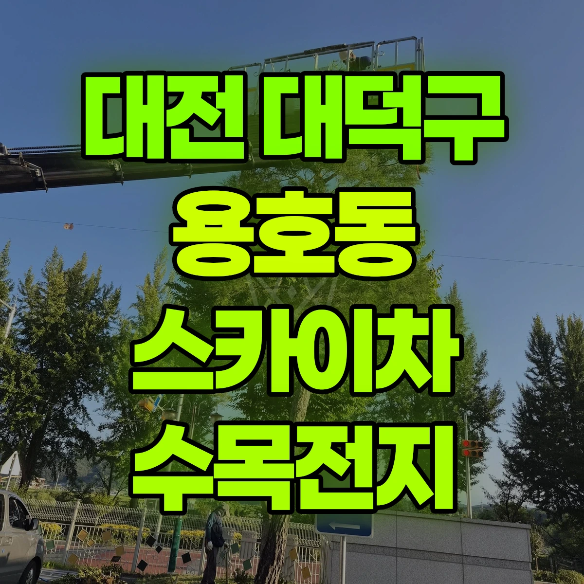 대전 대덕구 용호동 스카이차 수목전지 비용
